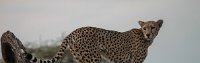 Safari2013-00