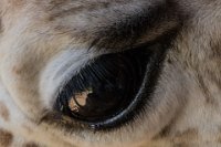 Safari2013-10