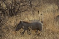 Safari2013-103