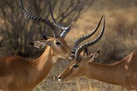 Safari2013-106