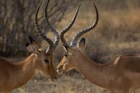 Safari2013-107