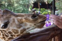 Safari2013-11