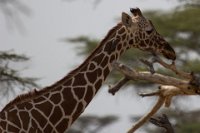 Safari2013-111