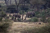 Safari2013-151
