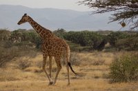 Safari2013-152