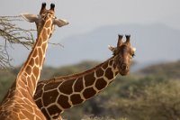 Safari2013-153