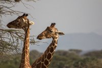 Safari2013-154