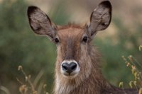 Safari2013-157