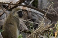 Safari2013-159