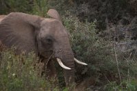 Safari2013-162