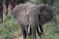 Safari2013-163