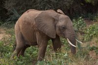 Safari2013-164