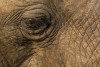Safari2013-166