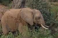 Safari2013-167