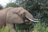 Safari2013-168