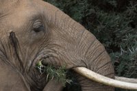 Safari2013-169