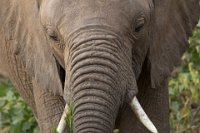 Safari2013-170