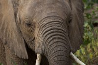 Safari2013-171