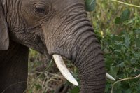 Safari2013-172