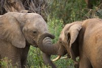 Safari2013-177