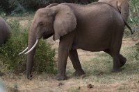 Safari2013-179