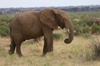 Safari2013-181
