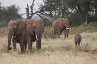 Safari2013-182
