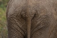 Safari2013-185