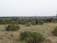 Safari2013-186