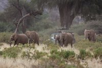 Safari2013-187