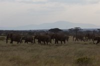 Safari2013-189