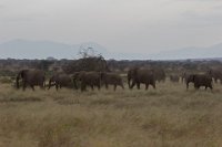 Safari2013-190
