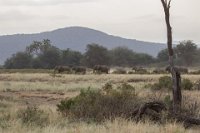 Safari2013-191