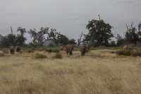 Safari2013-194