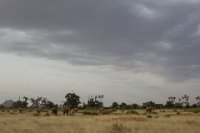 Safari2013-195
