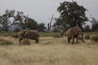Safari2013-196