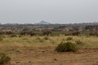 Safari2013-197