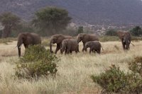 Safari2013-198