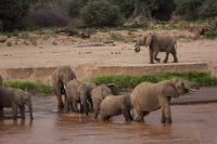 Safari2013-203