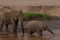 Safari2013-208