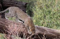 Safari2013-209