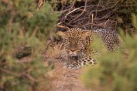 Safari2013-211