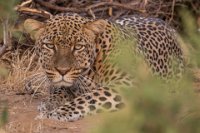 Safari2013-212