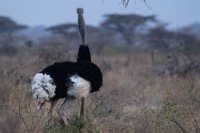 Safari2013-219