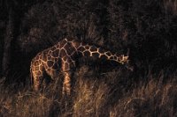 Safari2013-220
