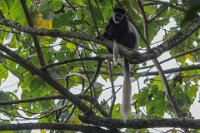 Safari2013-229