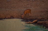 Safari2013-233