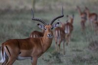 Safari2013-269