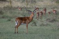 Safari2013-270