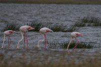 Safari2013-274